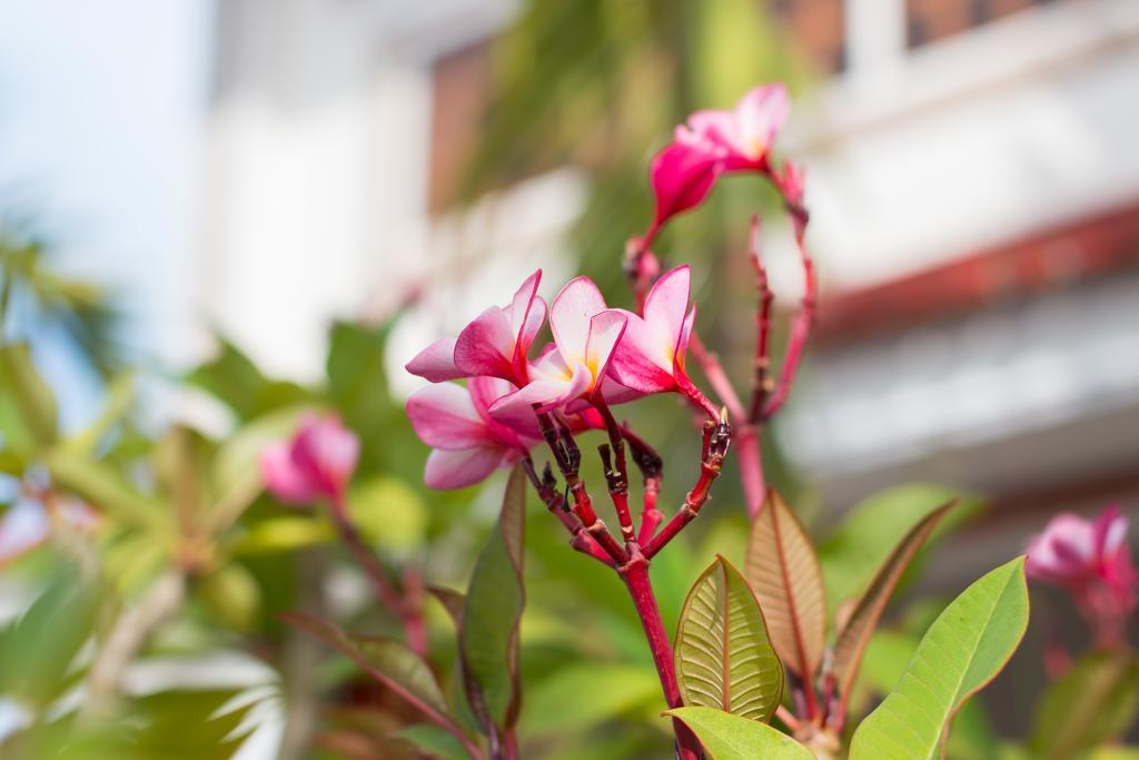 Overflow Guesthouse Siem Reap Exterior photo